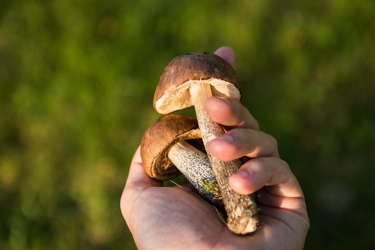 Wiosenny wysyp grzybów jadalnych. Jakie gatunki wtedy spotkamy?