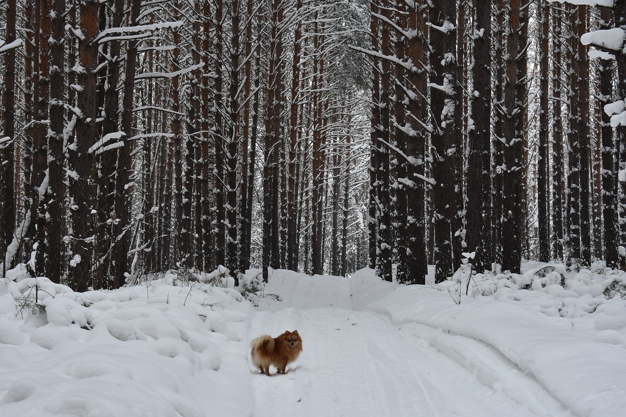 Rośliny lasów borealnych